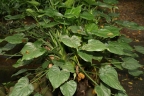 Alocasia cucullata