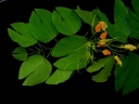 Bauhinia podopetala