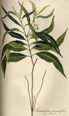 Tabernaemontana persicariifolia