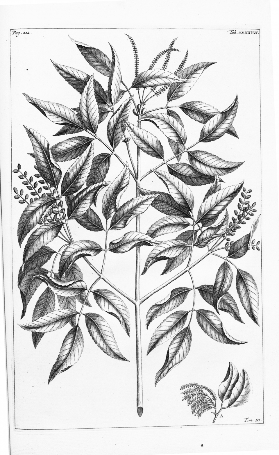 Weinmannia fraxinea