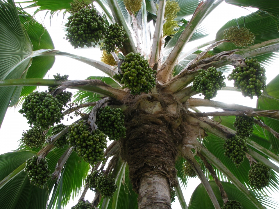 Pritchardia pacifica