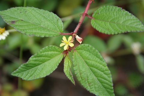 Corchorus aestuans