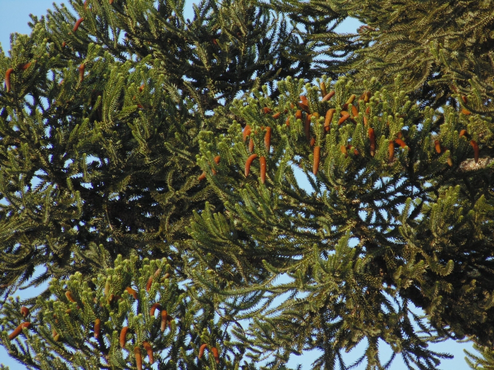Araucaria angustifolia