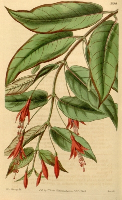 Fuchsia alpestris