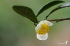 Camellia sinensis assamica