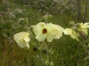 Hibiscus ludwigii