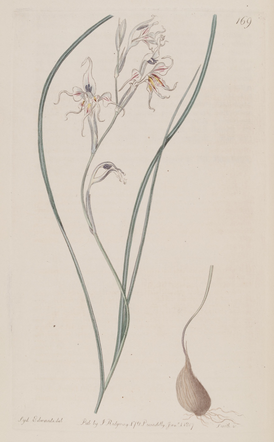 Gladiolus permeabilis edulis