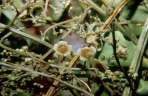 Fevillea cordifolia