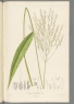 Oryza latifolia