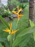 Heliconia indica