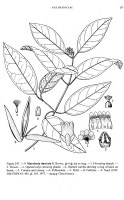 Marsdenia tinctoria