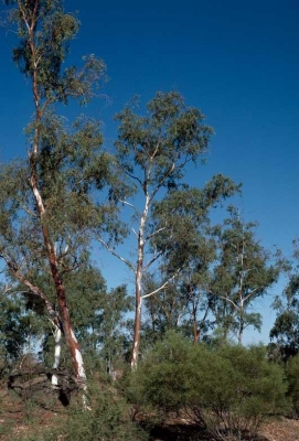 rivière rouge gomme D'Eucalyptus camaldulensis 50 To 3,200 grainesRARE Jardin Arbre UK