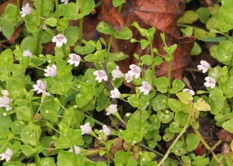 Clinopodium brownei