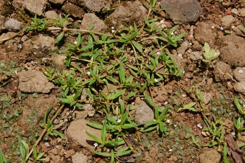 Oldenlandia corymbosa