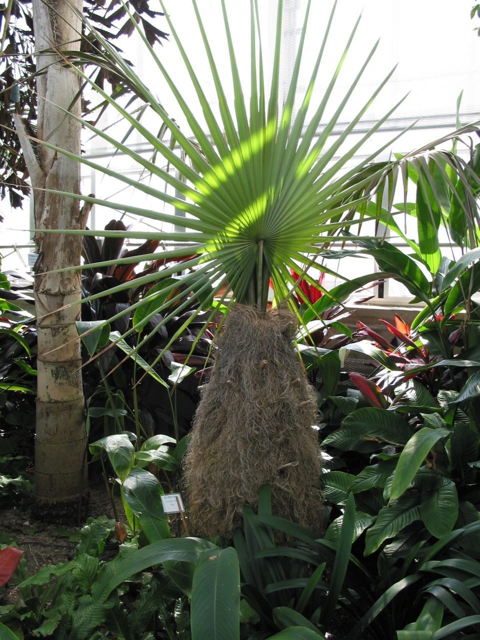 Coccothrinax crinita