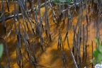 Laguncularia racemosa