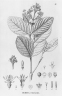 Rudgea viburnoides