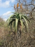 Aloe excelsa