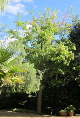 Ceiba pubiflora