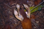 Hydnora esculenta