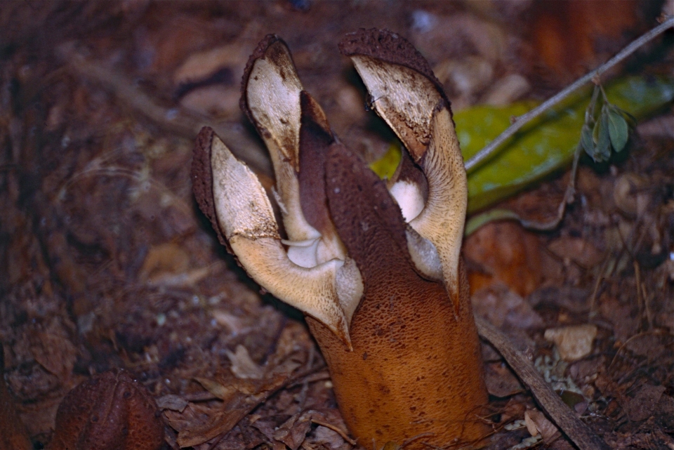 Hydnora esculenta