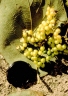 Cordia sulcata