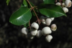 Syzygium smithii