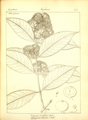Syzygium oblatum