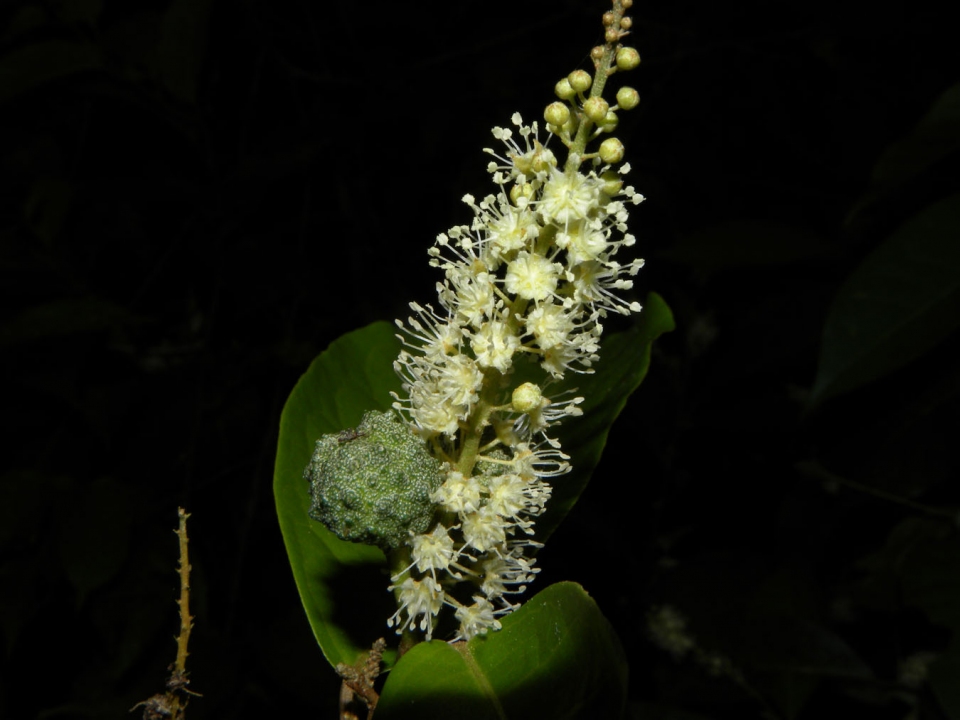 Croton schiedeanus