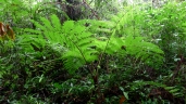 Cyathea microdonta