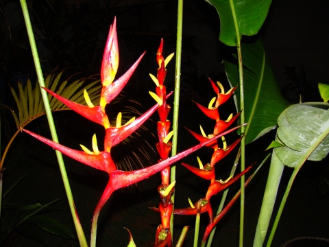 Heliconia farinosa