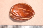Eschweilera coriacea