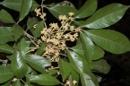 Heritiera actinophylla