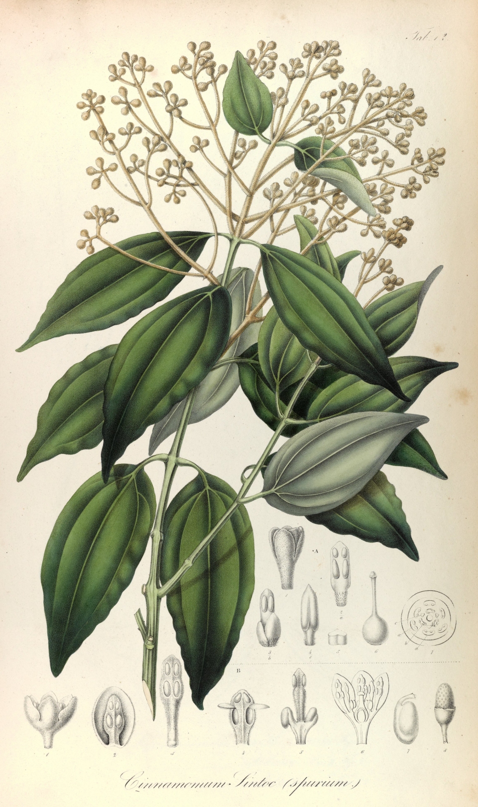 Cinnamomum sintoc