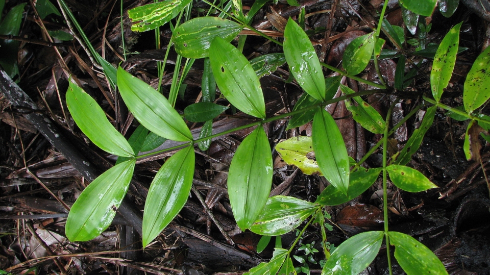 Desmoncus orthacanthos