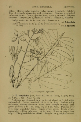 Eurycoma apiculata