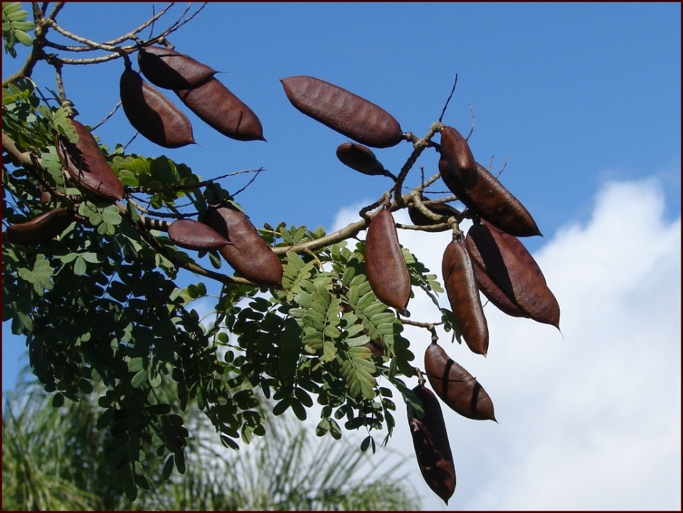 Caesalpinia ferrea