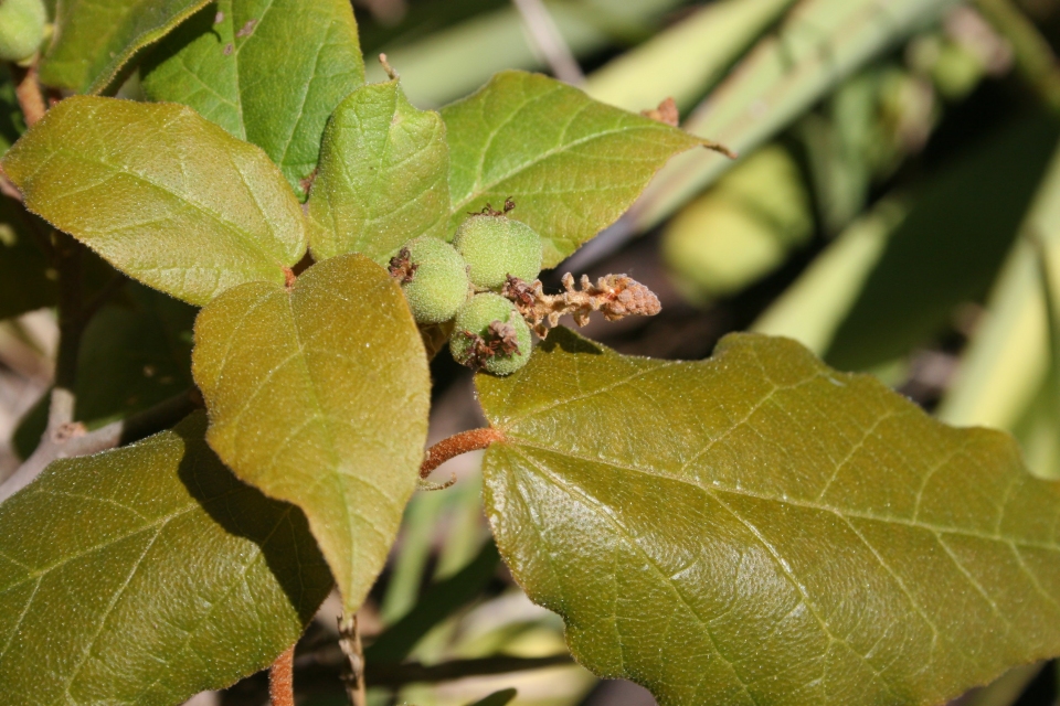 Croton bathianus