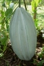 Telfairia occidentalis