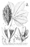 Rhodognaphalon schumannianum