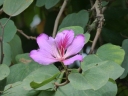 Bauhinia picta