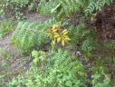 Caesalpinia major