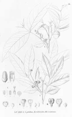 Guarea pubescens
