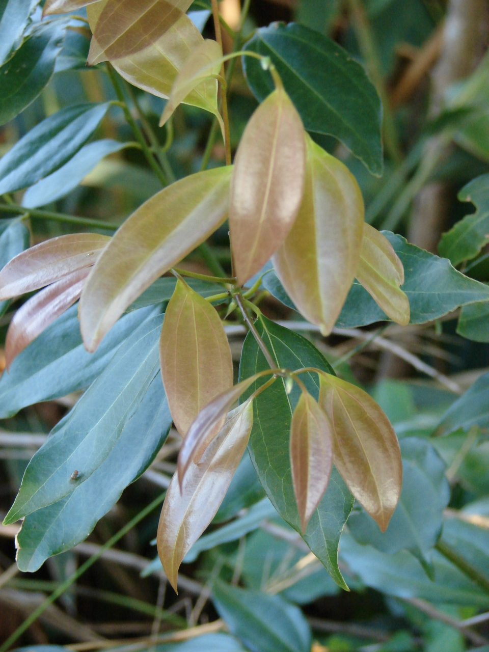 Cinnamomum burmannii
