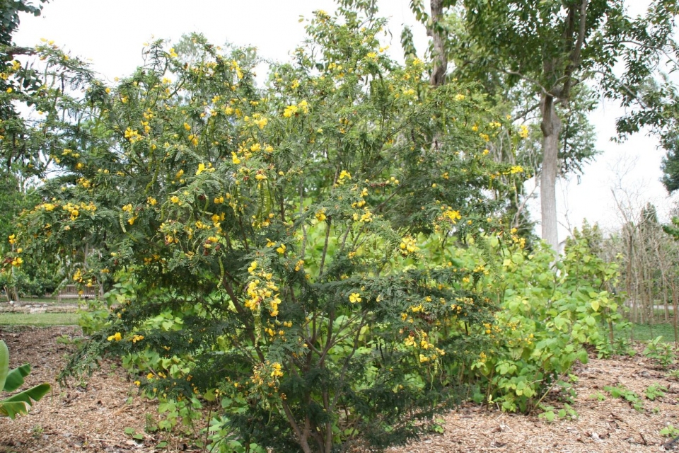 Senna polyphylla