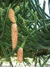 Araucaria columnaris