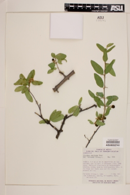 Ziziphus mexicana