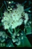 Angophora floribunda