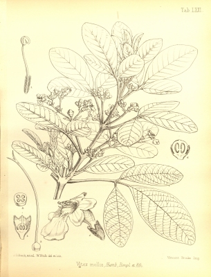 Vitex mollis