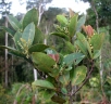 Ocotea racemosa